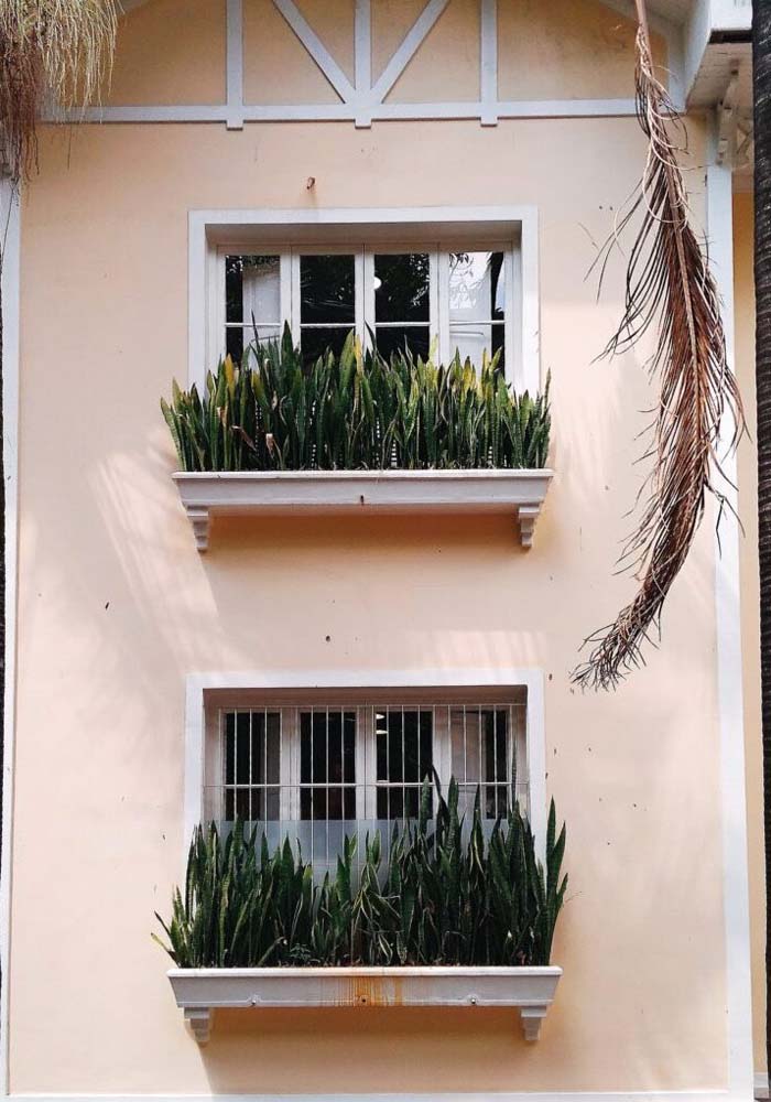 E até os canteiros de janelas podem receber a planta que cresce verticalmente.