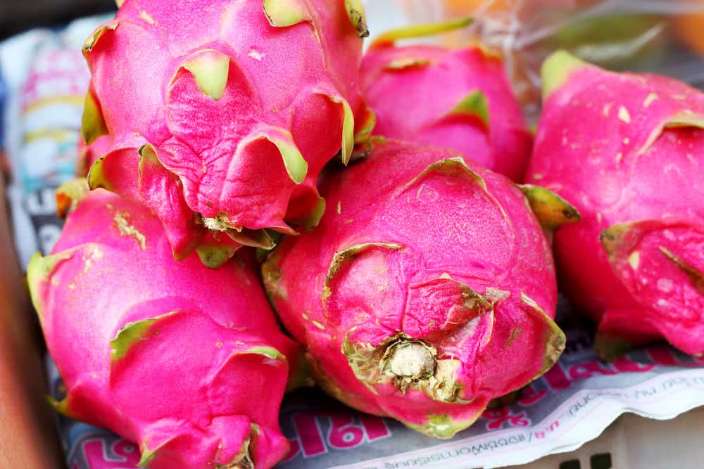Como plantar pitaya orgânica
