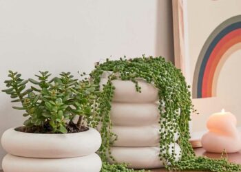 Vasos para suculentas