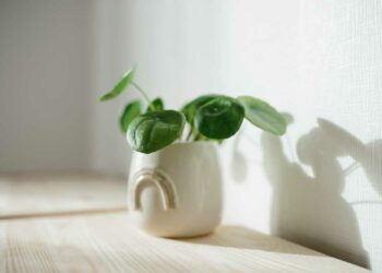 Pilea: características, como cuidar e ideias incríveis na decoração