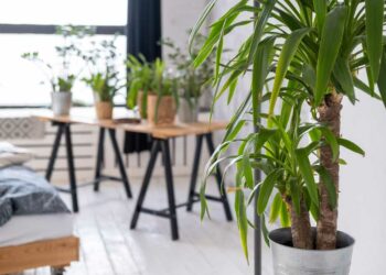 Plantas no inverno: o guia completo para cuidar bem das suas verdinhas