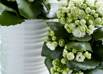 Flor da fortuna: características, como fazer muda e ideias na décor