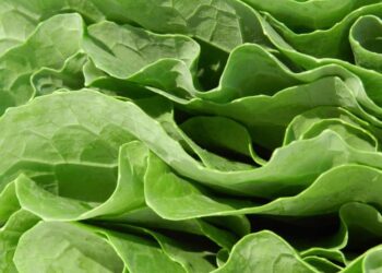 Como congelar couve: 5 formas diferentes para você conhecer