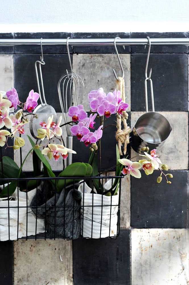 Mini Orquídea: Curiosidades, Como cuidar e Dicas com Fotos lindas