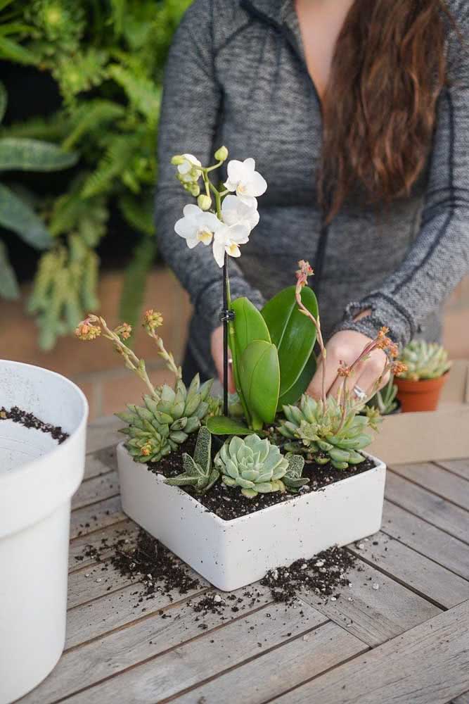 Mini Orquídea: Curiosidades, Como cuidar e Dicas com Fotos lindas