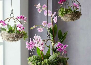 Mini orquídea: curiosidades, como cuidar e ideias na decoração