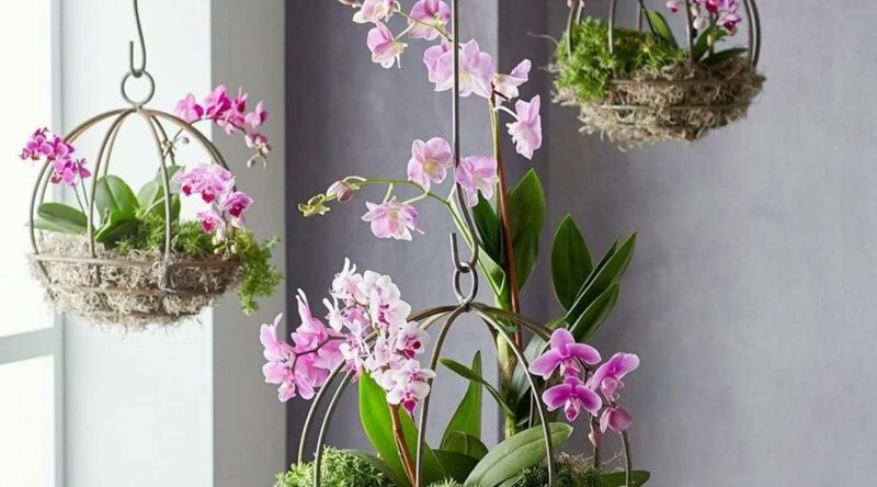 Mini orquídea: curiosidades, como cuidar e dicas com fotos lindas