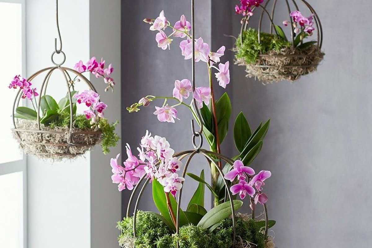 Mini Orquídea: Curiosidades, Como cuidar e Dicas com Fotos lindas