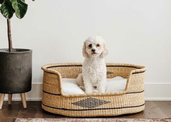 Cama para cachorro: como escolher, fazer e 50 modelos fofos