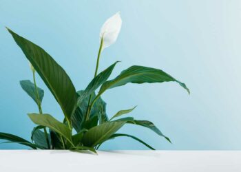 Como cuidar de lírio da paz: conselhos essenciais para seguir