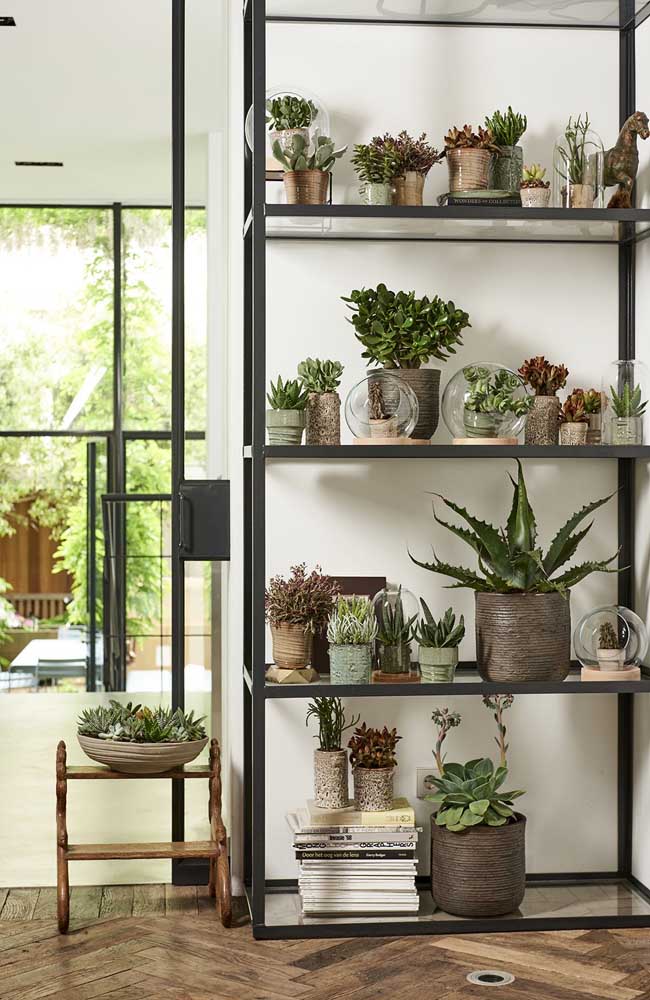 Crie um ambiente na casa só para receber a sua coleção de echeveria. Lembre-se apenas de garantir uma boa quantidade de luz solar
