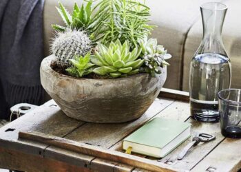 Echeveria: características, como cuidar, dicas e ideias de decoração