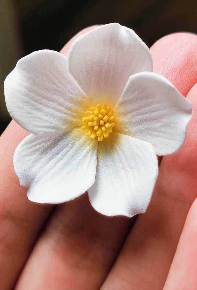 Close-up da flor de EVA branca pequena com óvulo amarelo.