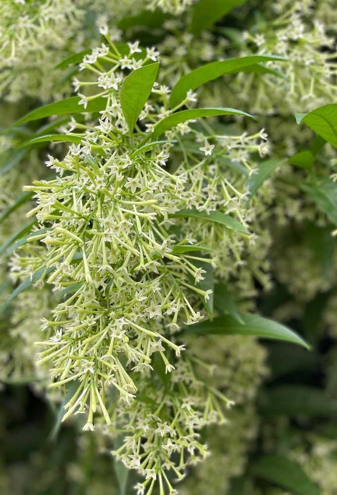 Dama da Noite: Significado, Como Cuidar e Plantar Essa Flor