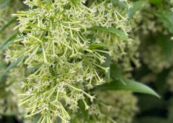 Dama da noite: tipos, como cuidar, dicas e ideias de paisagismo