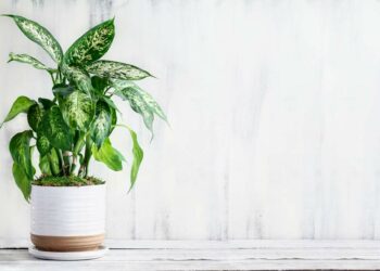 Comigo-ninguém-pode: tipos, como cuidar e ideias na decoração