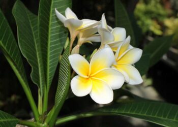 Flores da primavera: veja as 14 principais espécies para cultivar