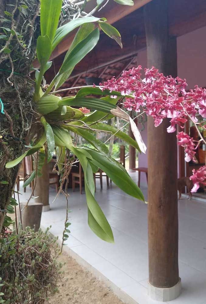 Orquídea Chocolate: Como Cuidar, Plantar e 40 Ideias de Decoração