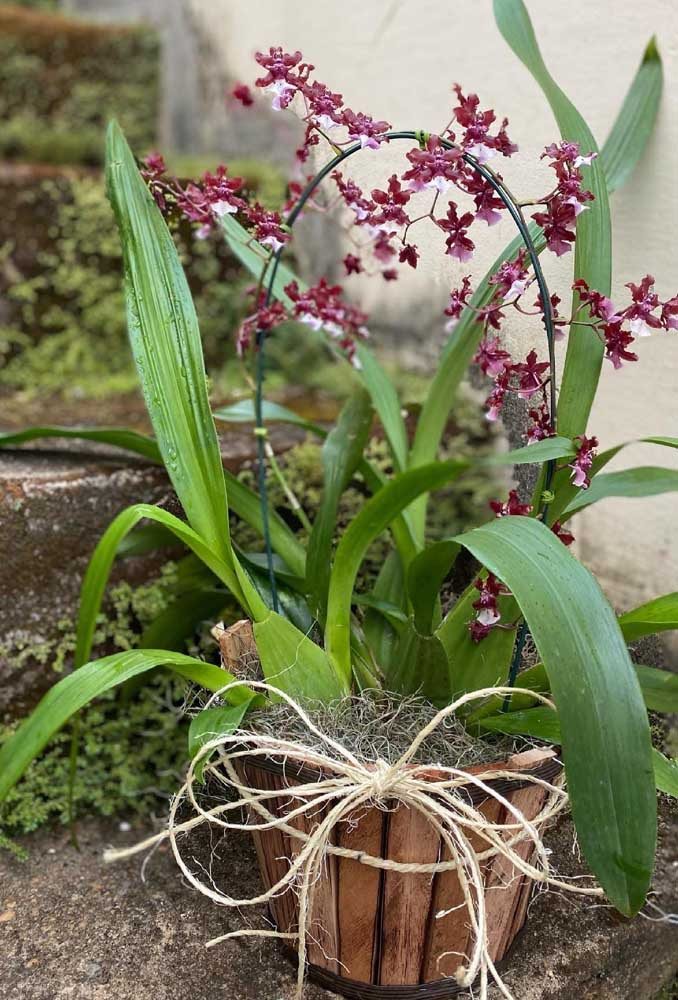 Orquídea Chocolate: Como Cuidar, Plantar e 40 Ideias de Decoração