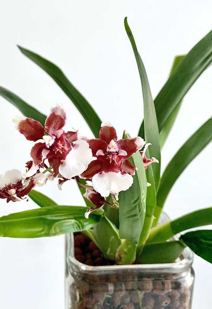 Orquídea Chocolate: Como Cuidar, Plantar e 40 Ideias de Decoração