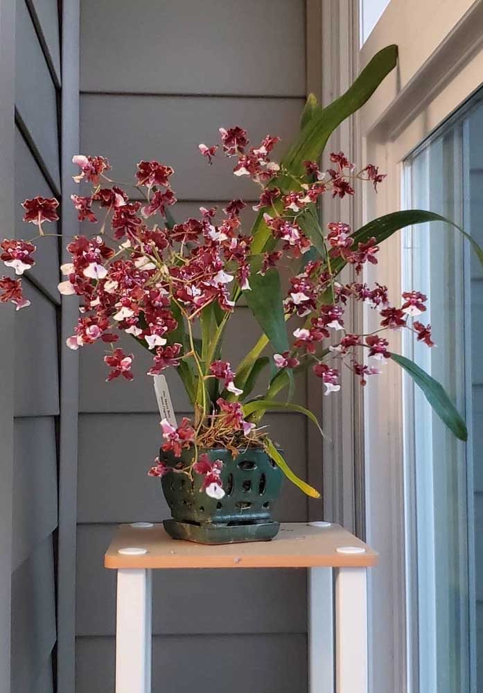 Orquídea Chocolate: Como Cuidar, Plantar e 40 Ideias de Decoração