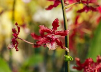 Orquídea chocolate: como cuidar, plantar e 40 ideias de decoração