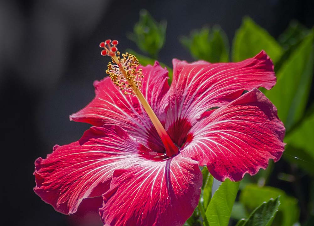 Flores de Verão: Conheça as Melhores Espécies para o Jardim