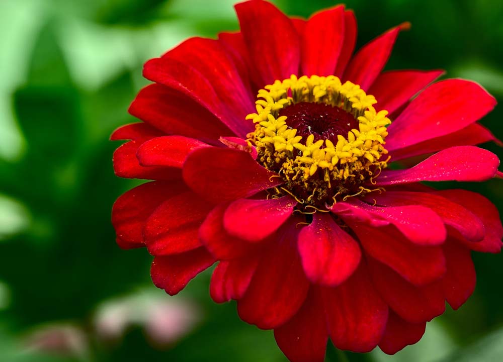 Flores de Verão: Conheça as Melhores Espécies para o Jardim