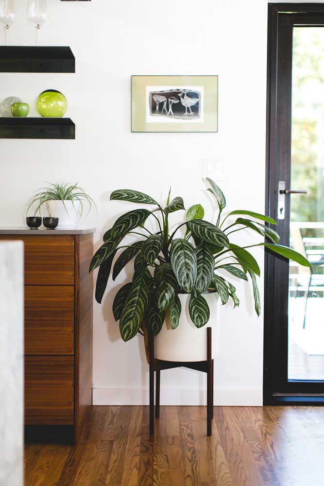 Um suporte para elevar e destacar a planta pacová na decoração de interiores