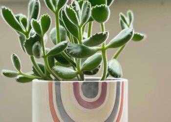 Suculenta pata de urso: como cuidar, fazer muda e 40 ideias na décor