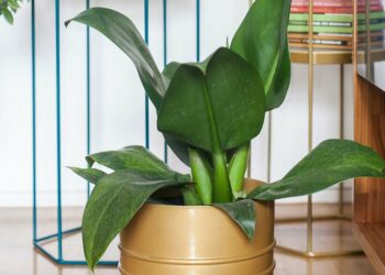 Pacová: como plantar, cuidar e 50 inspirações de paisagismo