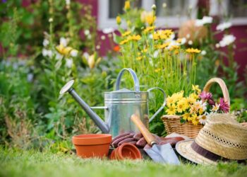 Jardinagem em casa: vantagens, dicas e plantas para escolher