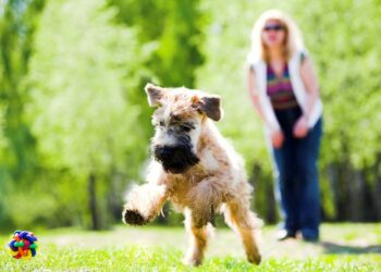 Pet place: vantagens e dicas de boa convivência no condomínio