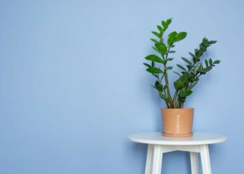 Zamioculca: saiba como cuidar, plantar e decorar com 70 ideias