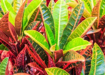 Cróton: cuidados, como plantar e 50 ideias para decorar sua casa