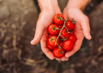 Como plantar tomate-cereja: dicas essenciais para seguir já