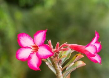 Rosa do deserto: características, como plantar e 45 lindas fotos