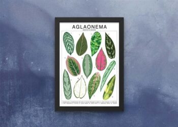 Aglaonema: características, dicas e como usar na decoração?