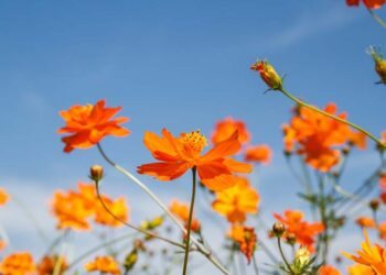 Flores que gostam de sol: veja as principais espécies para alegrar sua casa