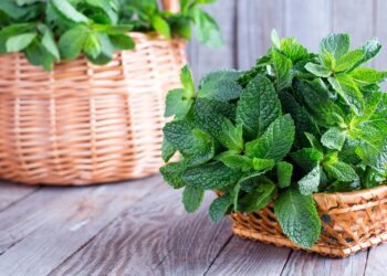 Como cuidar de hortelã: características, dicas expert e plantio