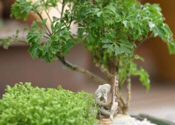 Árvore da felicidade: como cultivar, dicas e ideias de paisagismo