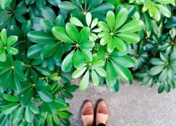 Cheflera: tipos, cuidados e como usar a planta na decoração?