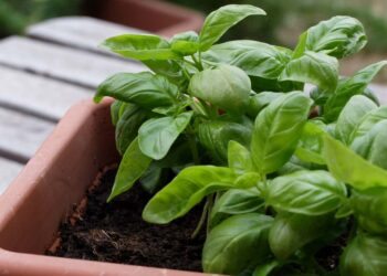 Como cuidar de manjericão: o guia completo com dicas de especialistas