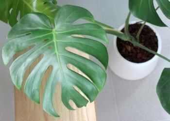 Costela de Adão: como cuidar, plantar e 60 ideias de decoração