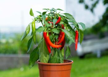 Como plantar pimenta: passo a passo e dicas de especialistas