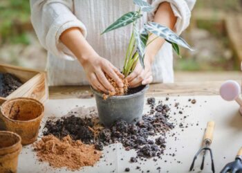 Jardinagem para iniciantes: 11 passos para começar agora mesmo