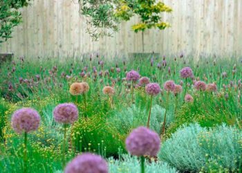 Agapanto: significado, como plantar, cuidados e 50 inspirações