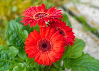 Como cuidar de gérbera: significado, plantio e dicas profissionais