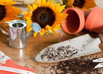 Como cuidar de girassol: plantio, rega, solo, floração e poda