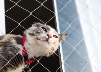 Tela de proteção para gatos: tipos, instalação, custos e cuidados